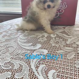 Sable's Boy 1 - Cream parti male Pomeranian puppy in Tabor City, North Carolina from Southern Palmetto Pomeranians