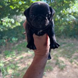 Orange Collar - Black female Pug puppy in Belmont, New Hampshire from Crazy Pugs Haven