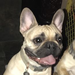 Willow - French Bulldog