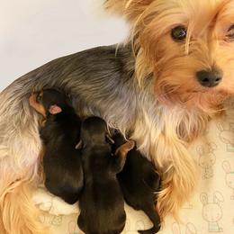 Yorkshire Terrier puppies from Willow Grove Yorkie
