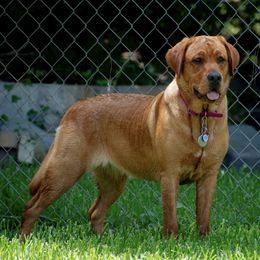 Labrador Retrievers from Southpaw Labrador Retrievers