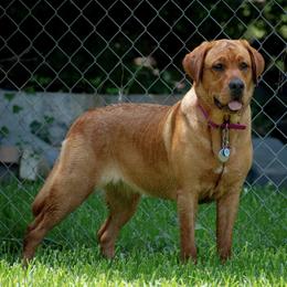 Labrador Retrievers from Southpaw Labrador Retrievers