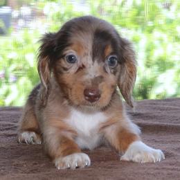 Mocha Family Raised Purebred DNA Tested Parents - Dapple female Dachshund puppy in Haines City, Florida from Divine Poodle Paradise Standard Poodles & Divine Dachshunds