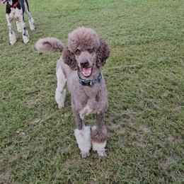 Tyson - Poodle