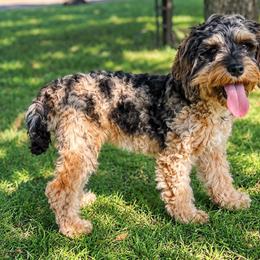 Mom - Cockapoo