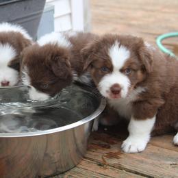Australian Shepherd Puppies from Starlit Grove Australian Shepherds