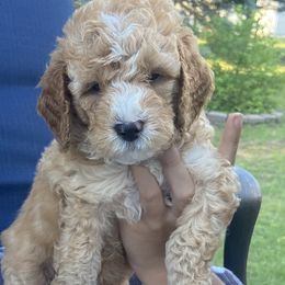 Goldendoodle Puppies from Doods & More