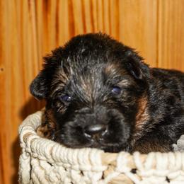 Yellow Collar - Black and red female German Shepherd puppy in Howell, Michigan from Sheyenne’s Shepherds