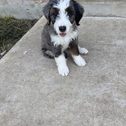 Andy - Blue merle male Bernedoodle puppy in Bastrop, Texas from Sweet Pea Bernedoodles