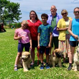 Soft Coated Wheaten Terrier Puppies from Wildfire Ridge Inc