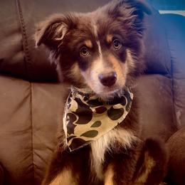 Gus - Red tri male Miniature Australian Shepherd puppy in Berryville, Arkansas from 2Lazy2P Mini Aussies