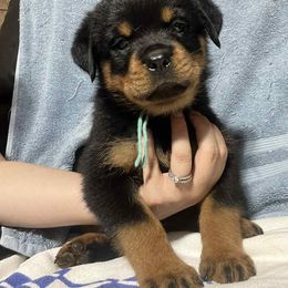 Boy 2 - Black and mahogany male Rottweiler puppy in Buskirk, New York from Misjef Rottweilers