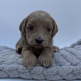 Clover - Apricot female Goldendoodle puppy in Clinton, Utah from Golden Law Kennels