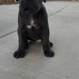 Pink - Gray female Cane Corso puppy in Homeland, California from Dal Deserto Cane Corso
