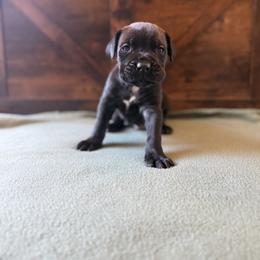 4m - Black male Cane Corso puppy in Stuart, Iowa from Cowan Farms