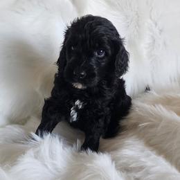 Mr Gold - Black male Goldendoodle puppy in Cumming, Georgia from Chattahoochee Kennels