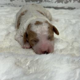 Moose - Parti male Goldendoodle puppy in Nortonville, Kentucky from Deb’s KY Doodles