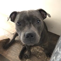 Harley - Staffordshire Bull Terrier