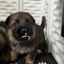 German Shepherd Puppies from RED’s German Shepherds