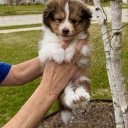 Girl 1 - Sable and white female Shetland Sheepdog puppy in Trenton, Michigan from Leigh Hi Shelties