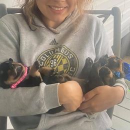 Pomsky, Rottweiler, Shetland Sheepdog, and Toy Shetland Sheepdog Puppies from Mountain High Kennels