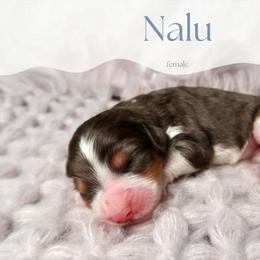 Nalu - Merle female Bernedoodle puppy in Bowling Green, Ohio from Windy Creek Doodles