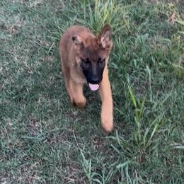 Cipher - Sable male German Shepherd puppy in Youngsville, North Carolina from Di casa Esperanza