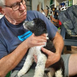 Green collar - Parti female Poodle puppy in Hernando, Florida from Loveablepoodles