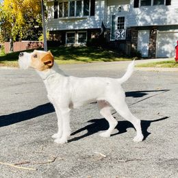 Brietling - Jack Russell Terrier