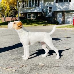Brietling - Jack Russell Terrier