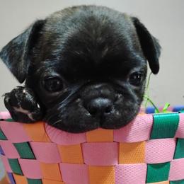 Companion Cross and Pug Puppies from Easter Pugs & Bugs