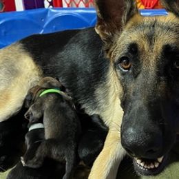 German Shepherds from Jessica Wright's German Shepherds