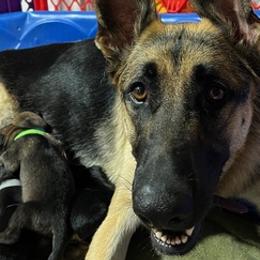 German Shepherds from Jessica Wright's German Shepherds