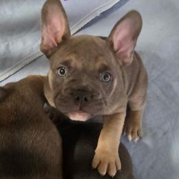 Aurora - Fawn and white female French Bulldog puppy in Whittier, California from West Coast Bullies & Frenchies