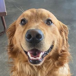 Golden Retriever Puppies from Mountain View Farms - World Class Golden Retrievers