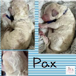 Pax-Blue - Parti male Goldendoodle puppy in Ankeny, Iowa from Iowadoodles2love