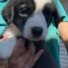 Girl 1 - female Great Dane puppy in Glenville, New York from Red Oak Farm and Kennel