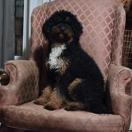 Bernedoodles and Goldendoodles from Doo a Little Doodle