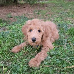 Dustin - Apricot male Goldendoodle puppy in Georgetown, Tennessee from Georgetown Designer & Purebred Puppies
