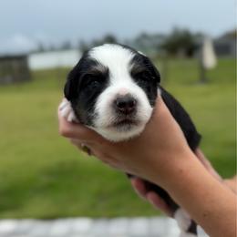 Trevor - Black tri-color male Australian Shepherd puppy in Jacksonville, Florida from Autumn's Aussies