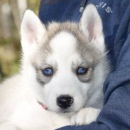 Siberian Huskies from The Scharber Homestead