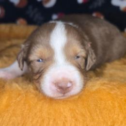 Chowder - Red tri-color male Australian Shepherd puppy in Russellville, Kentucky from Page Family Homestead