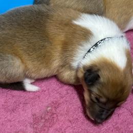 Denver - Sable and white male Collie puppy in Norris City, Illinois from Hoskins Collies