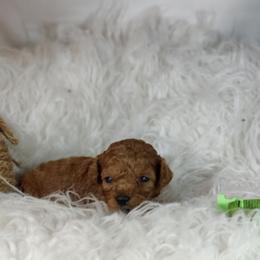 Mason OFA and CHIC parents - Red  male Poodle puppy in Westfield, North Carolina from Legacy Pets