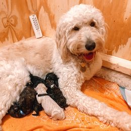 Goldendoodle Puppies from Rose and Reid Doodles