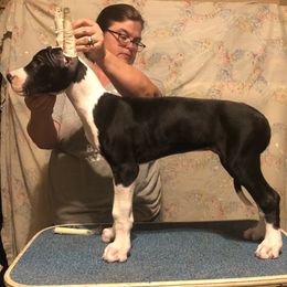 Great Dane Puppies from TW Great Danes