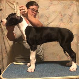 Great Dane Puppies from TW Great Danes