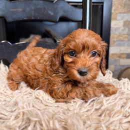 Abby - Red  female Goldendoodle puppy in Tyner, Kentucky from Good Dog Doodles