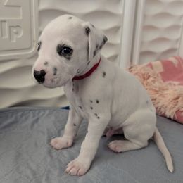 Third pick, male - White and black male Dalmatian puppy in Austin, Texas from Skye Dalmatians
