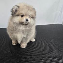 Eira - Orange parti female Pomeranian puppy in Boca Raton, Florida from Poms of The Shire